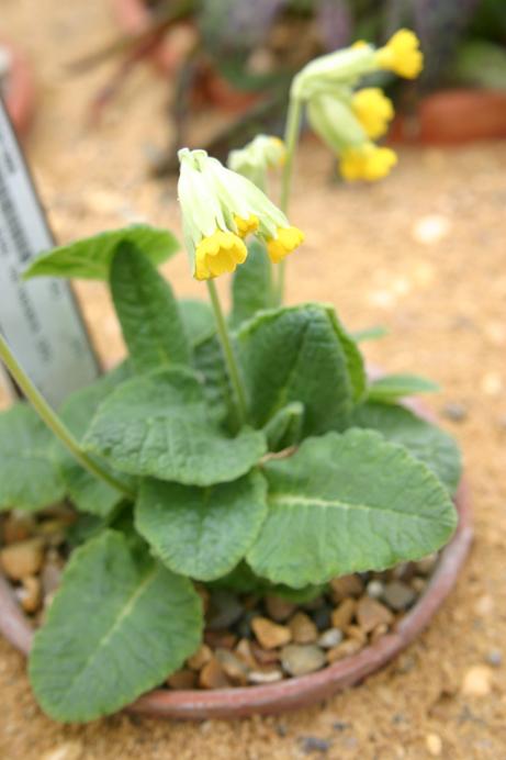 Primula veris ssp.canescens 