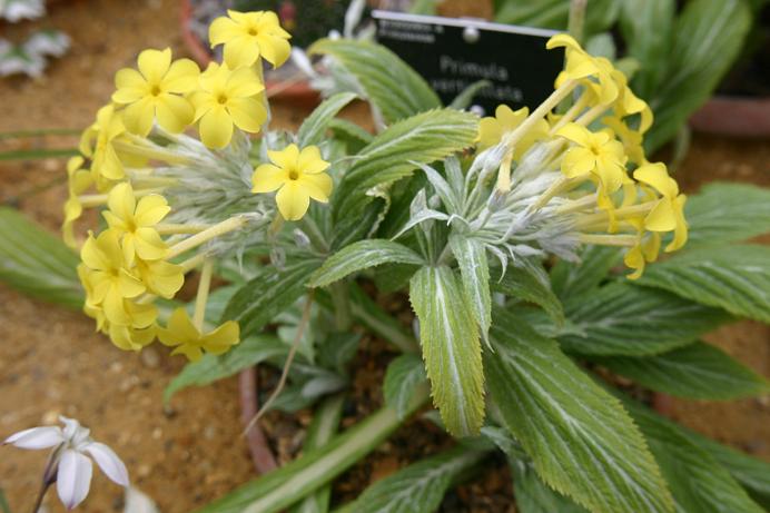 Primula verticillata 