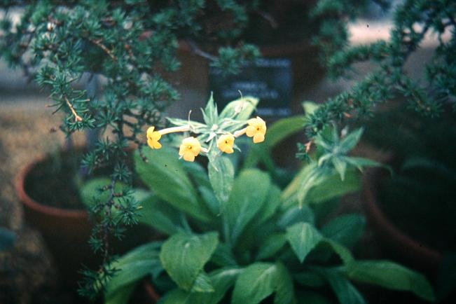 Primula verticillata 