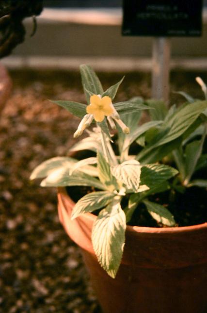 Primula verticillata 