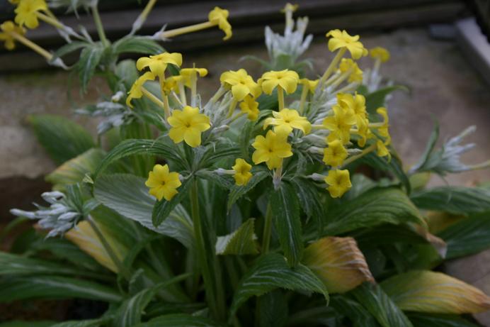 Primula verticillata 