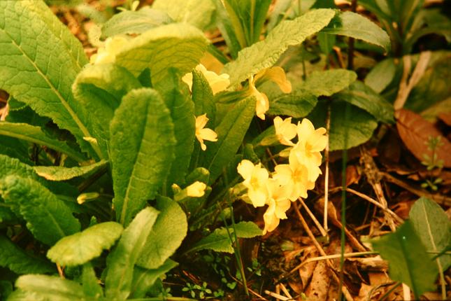 Primula vulgaris 