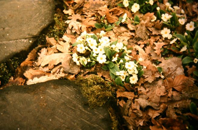 Primula vulgaris 'Gigha White' 