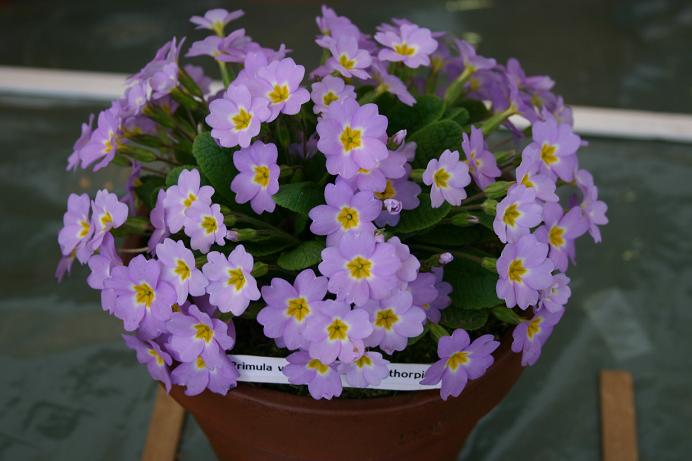 Primula vulgaris ssp sibthorpii 