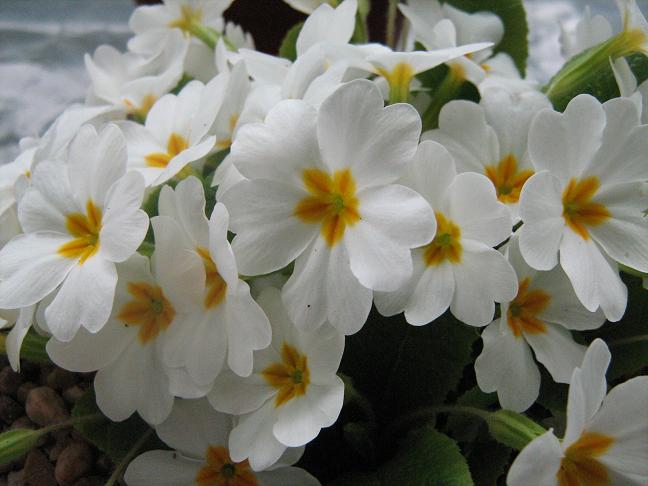 Primula vulgaris Taigetos 