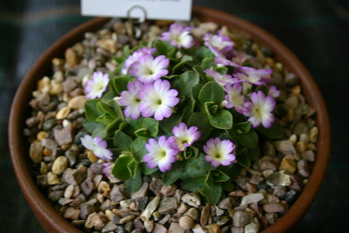 Primula 'Wharfdale Ling' 