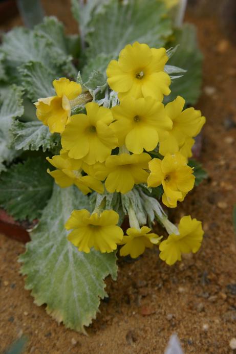 Primula x kewensis 