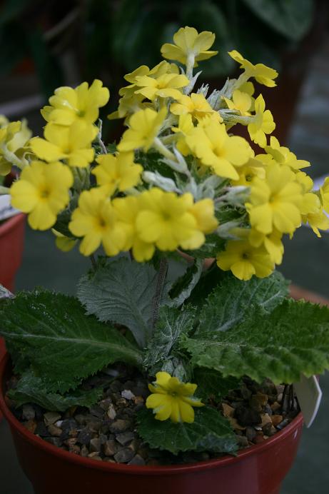 Primula x kewensis 