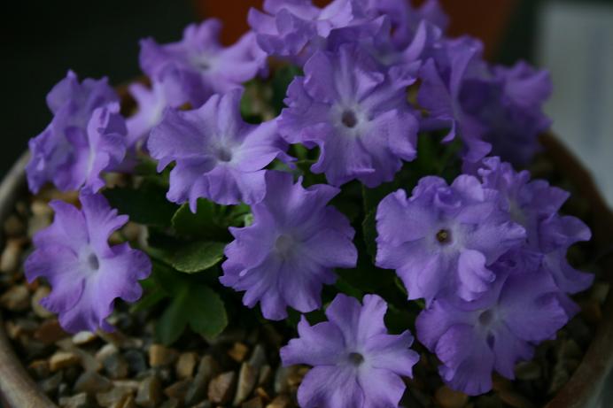 Primula x meridiana 'Miniera' 