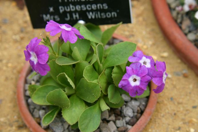 Primula x pubescens 'Mrs J.H.Wilson' 