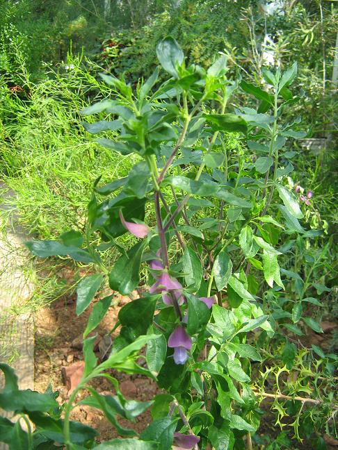 Prostanthera magnifica 