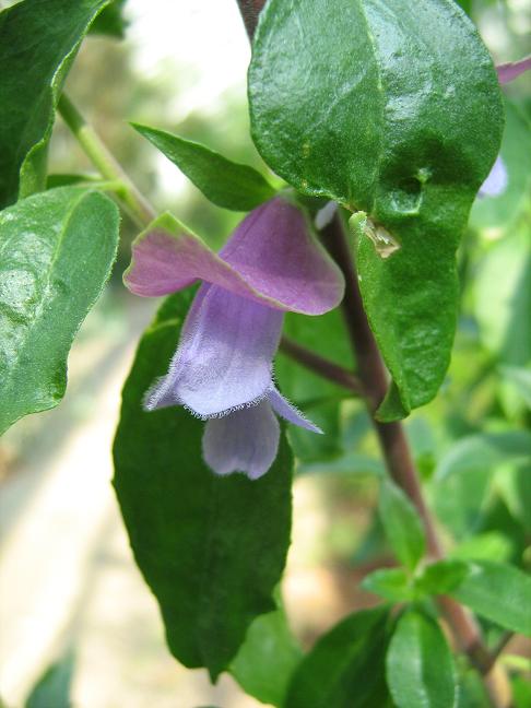 Prostanthera magnifica 