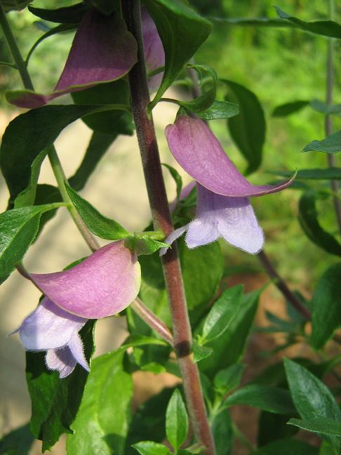 Prostanthera magnifica 