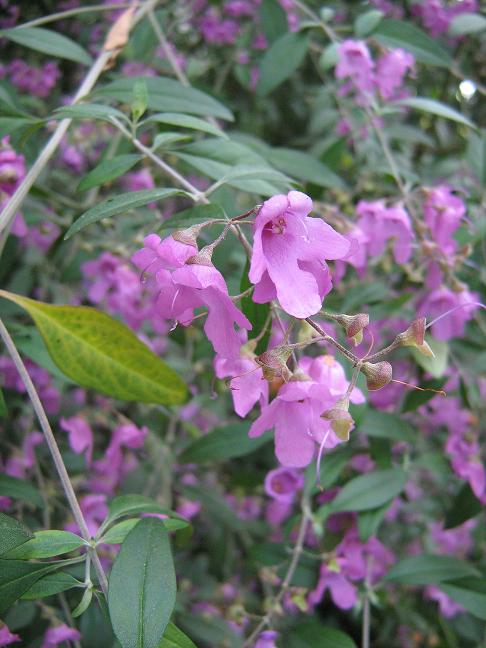 Prostanthera ovalifolia 