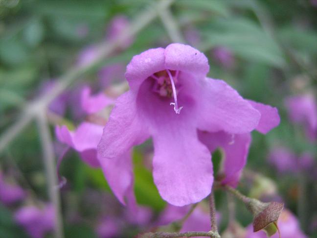 Prostanthera ovalifolia 