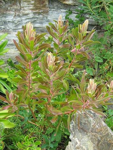 Protea cynaroides 