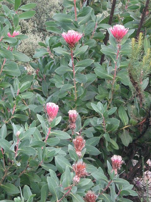 Protea lacticolor 