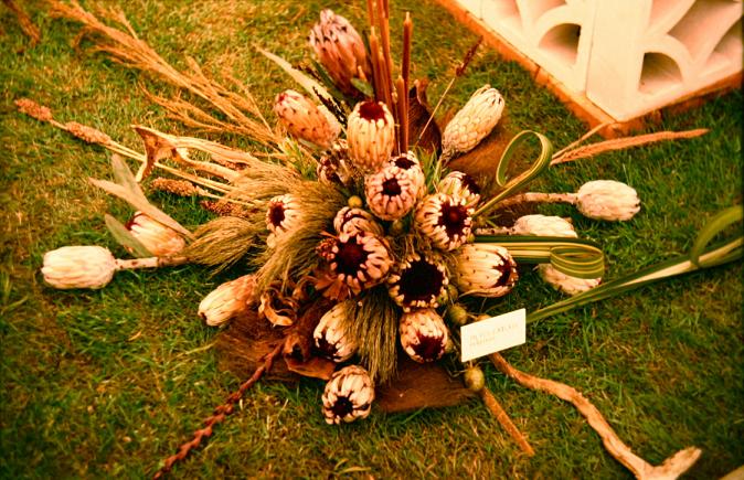 Protea lorifolia 