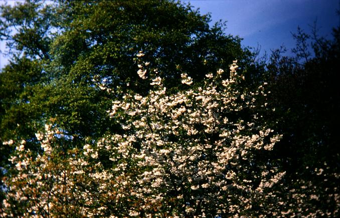 Prunus avium 'Flore Plena' 
