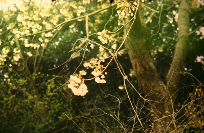 Prunus avium 'Flore Plena' 