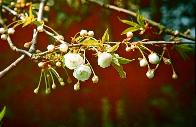 Prunus avium 'Flore Plena' 