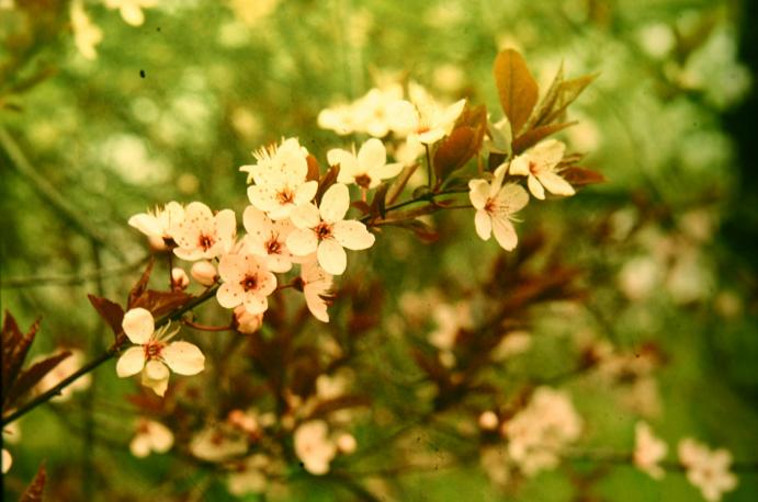 Prunus cerasifera 'Atropurpurea' 