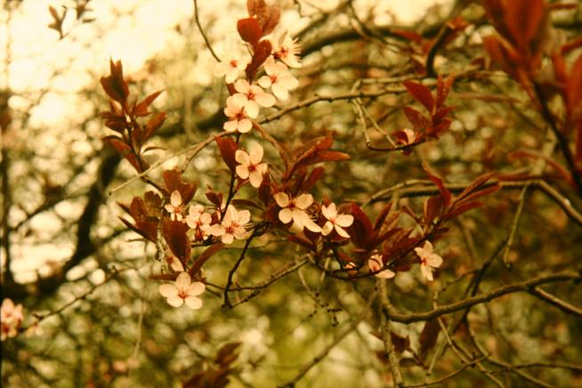 Prunus cerasifera 'Atropurpurea' 