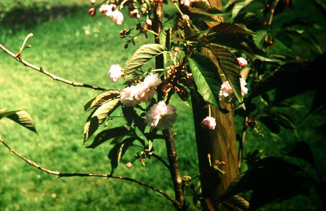 Prunus 'Fugenzo' 