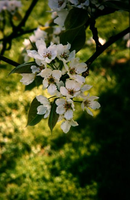 Prunus pyrifolia 