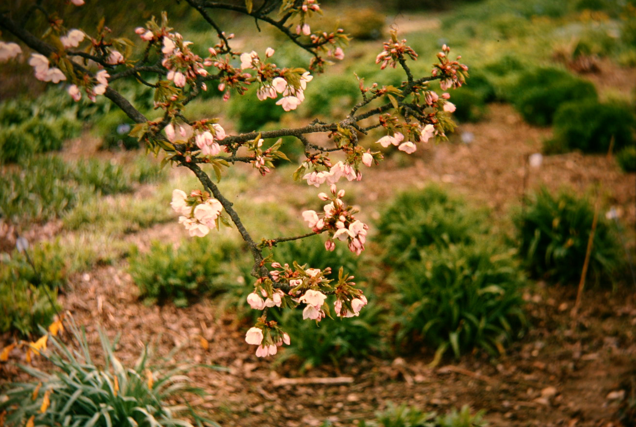 Prunus serrulata 