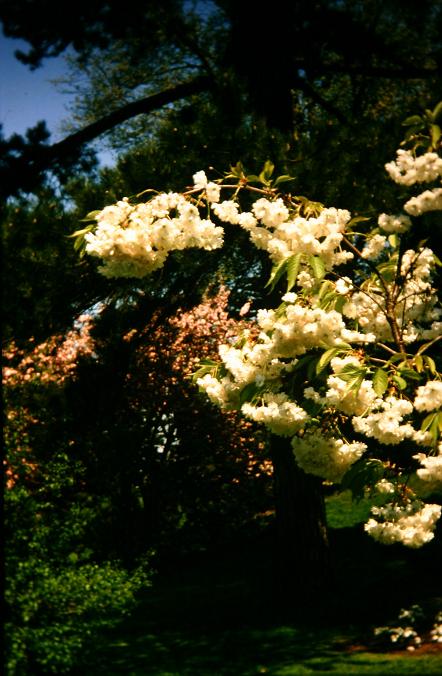Prunus 'Shimidsu-Sakura' 
