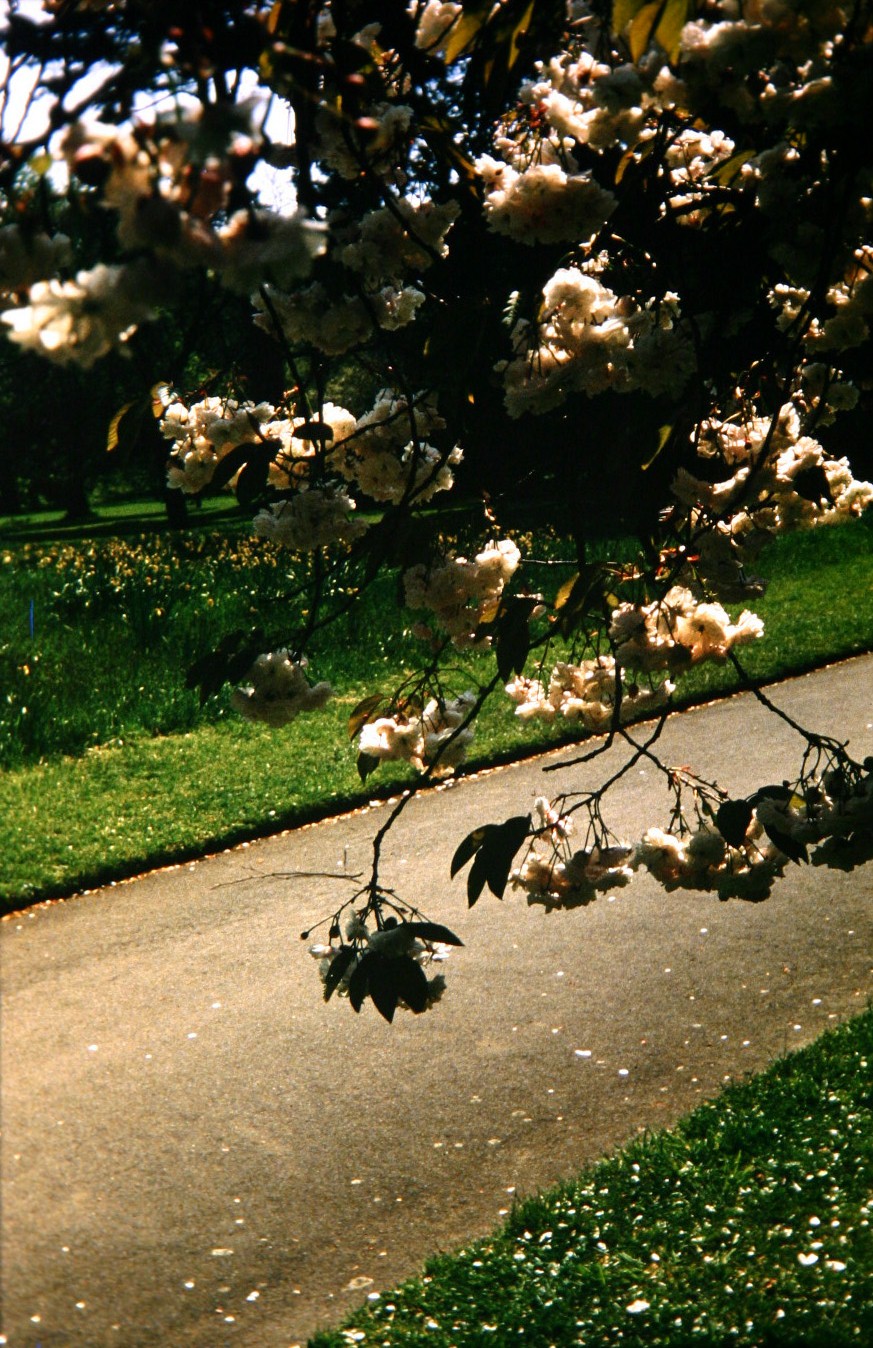 Prunus 'Shirofugen' 