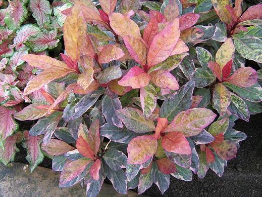 Pseuderanthemum carruthersii atropurpureum Tricolor 