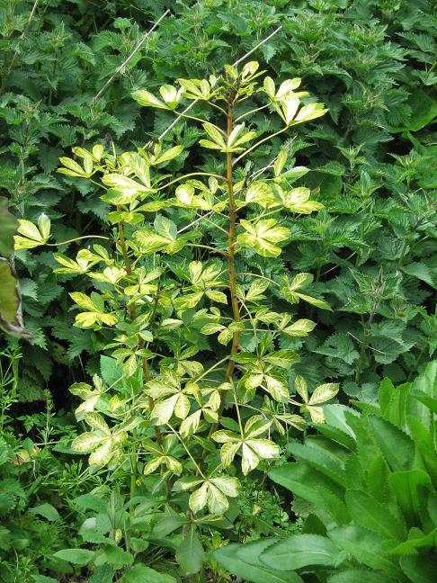 Pseudopanax lessonii 'Gold Splash' 