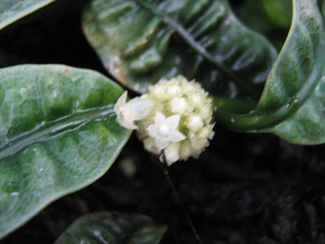 Psychotria ankasensis 