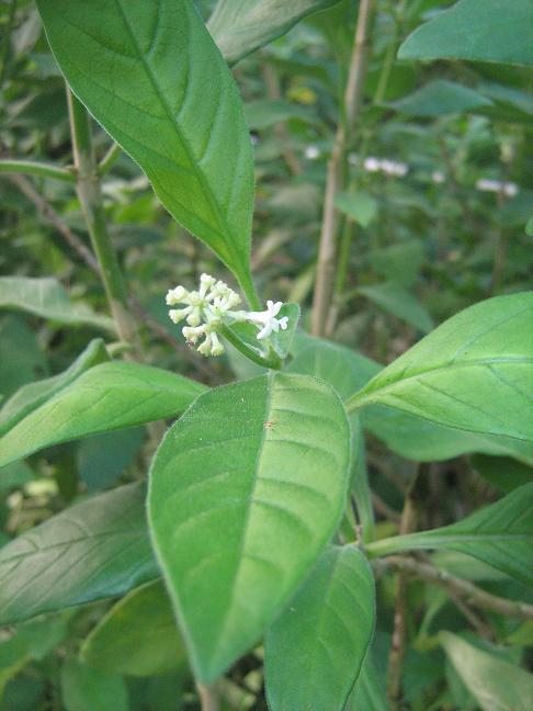 Psychotria punctata 