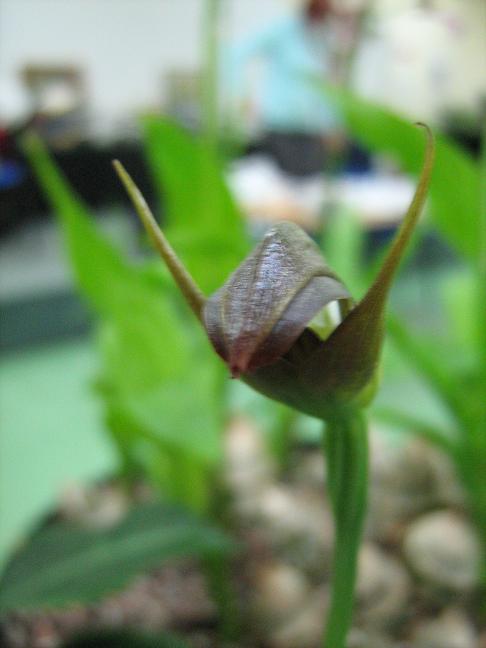 Pterostylis 'Bantam' 