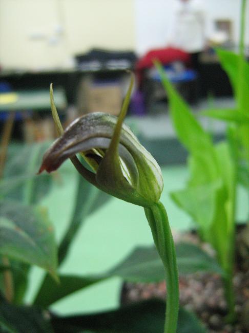 Pterostylis 'Bantam' 