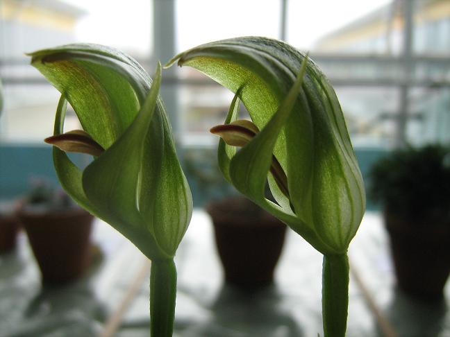 Pterostylis curta 