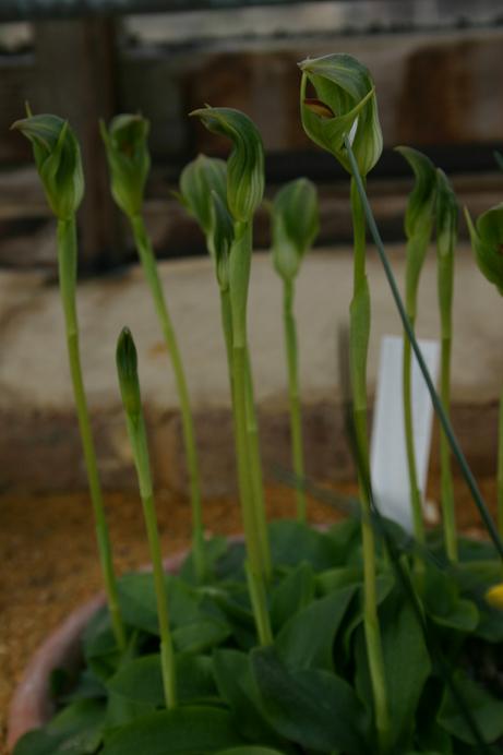 Pterostylis curta 