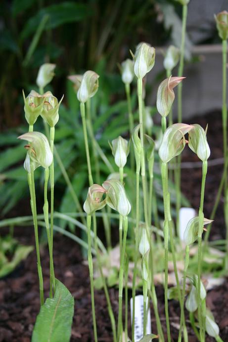 Pterostylis curta 