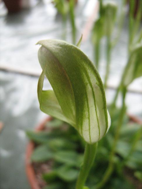 Pterostylis curta 