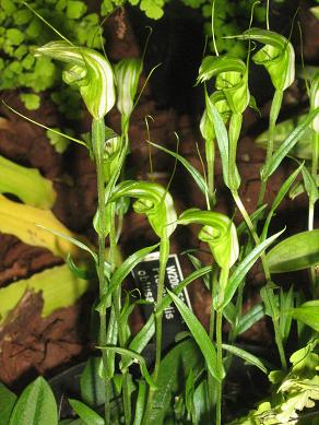 Pterostylis obtusa 