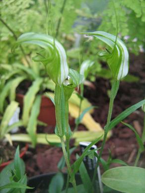 Pterostylis obtusa 