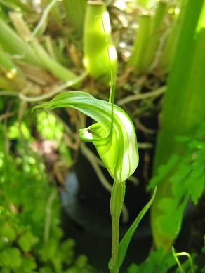 Pterostylis obtusa 