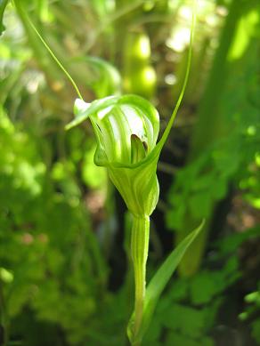 Pterostylis obtusa 