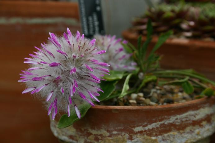 Ptilotus manglesii 