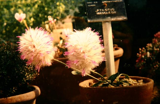 Ptilotus manglesii 