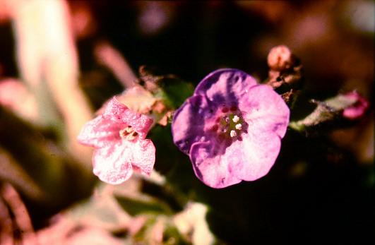 Pulmonaria angustifolia 