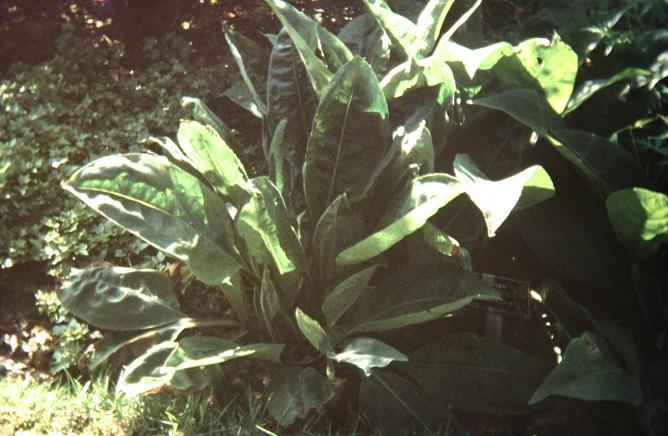 Pulmonaria mollis 